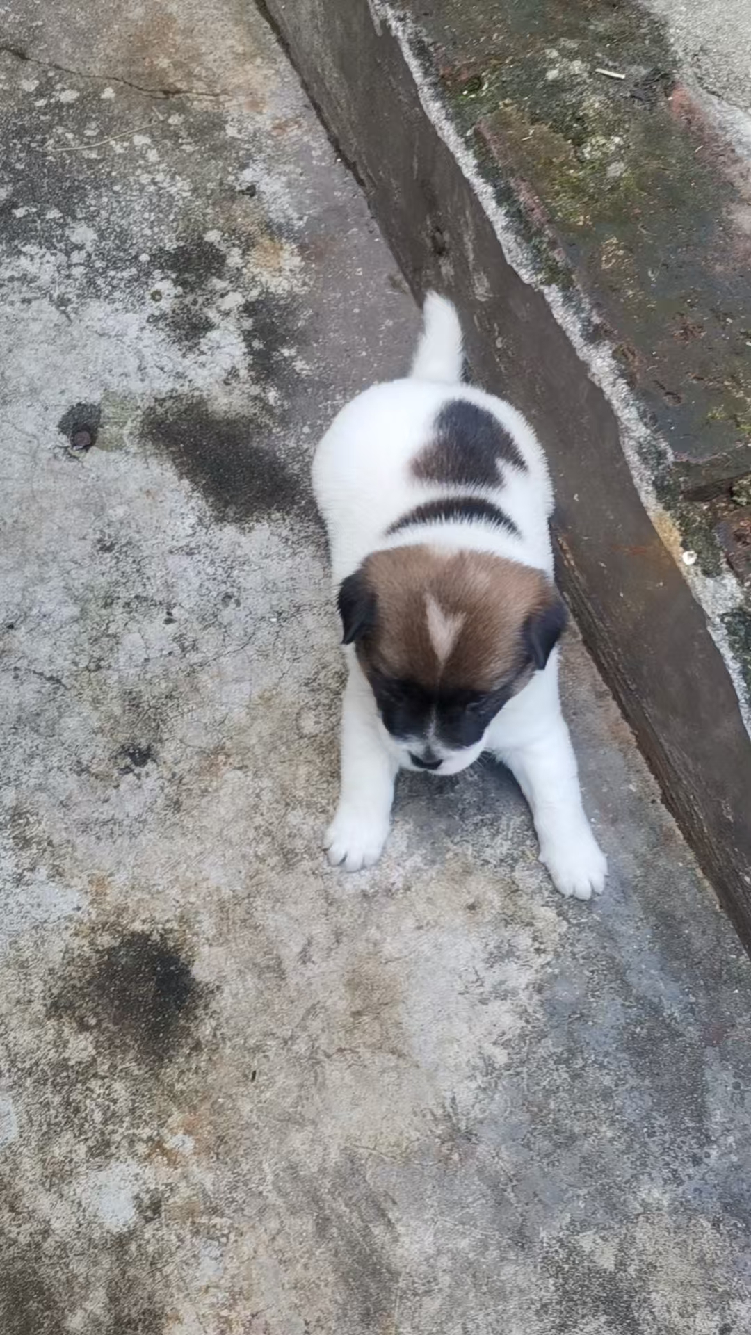 小爱